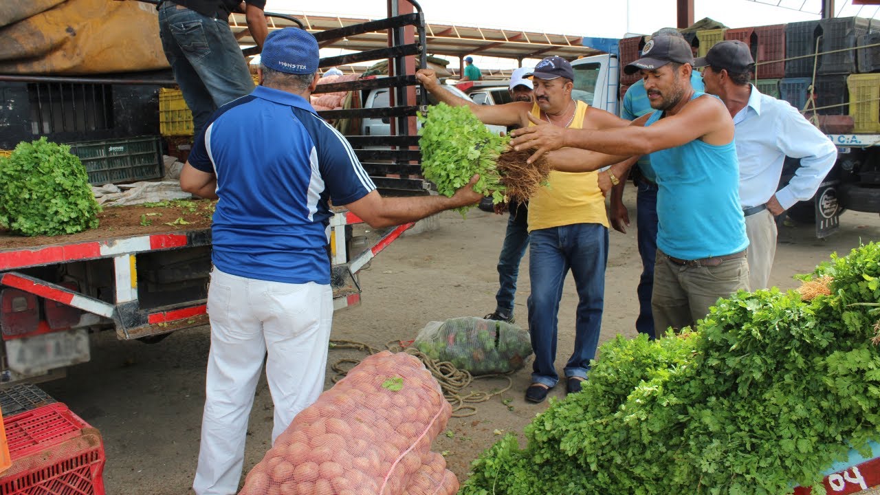 Comercialización del Cilantro