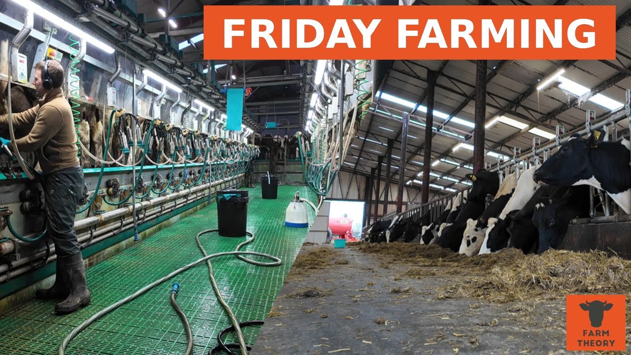 My farming day!! | Calves Calves Calves |  NI's GREEN agricultural minister!