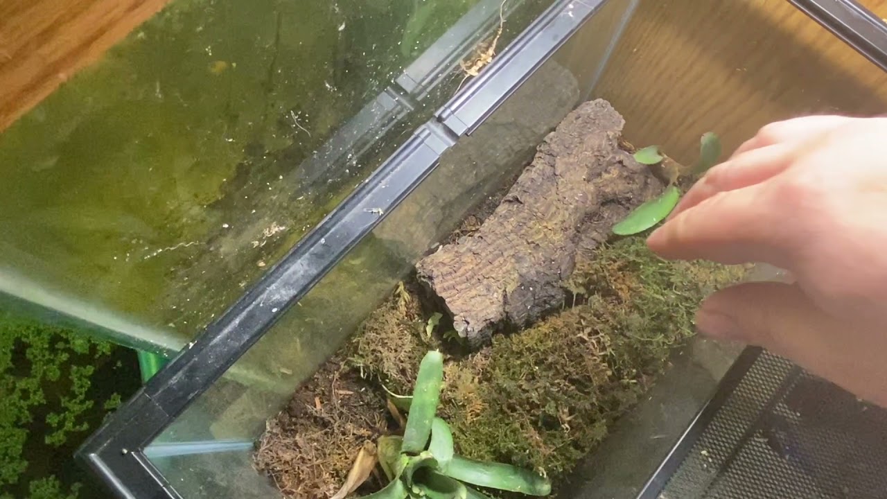 Complete Newt and Salamander Aquarium and Terrarium Room Tour Summer 2021