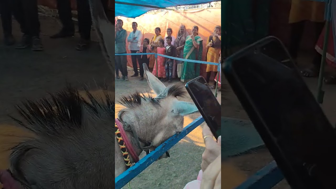 Pannalal show inteligent donky🐴 #bahiram#yatra#video#