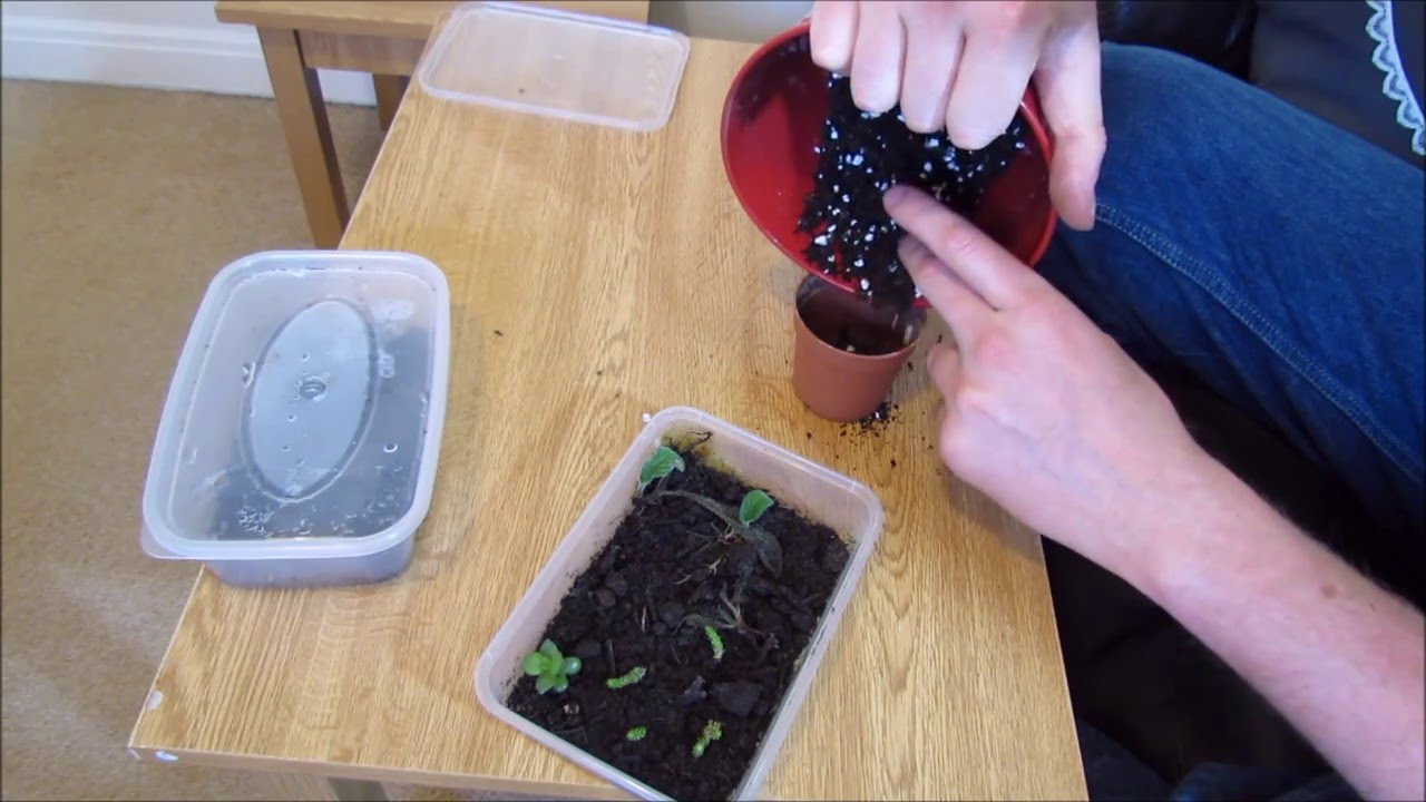 Streptocarpus Leaf cuttings