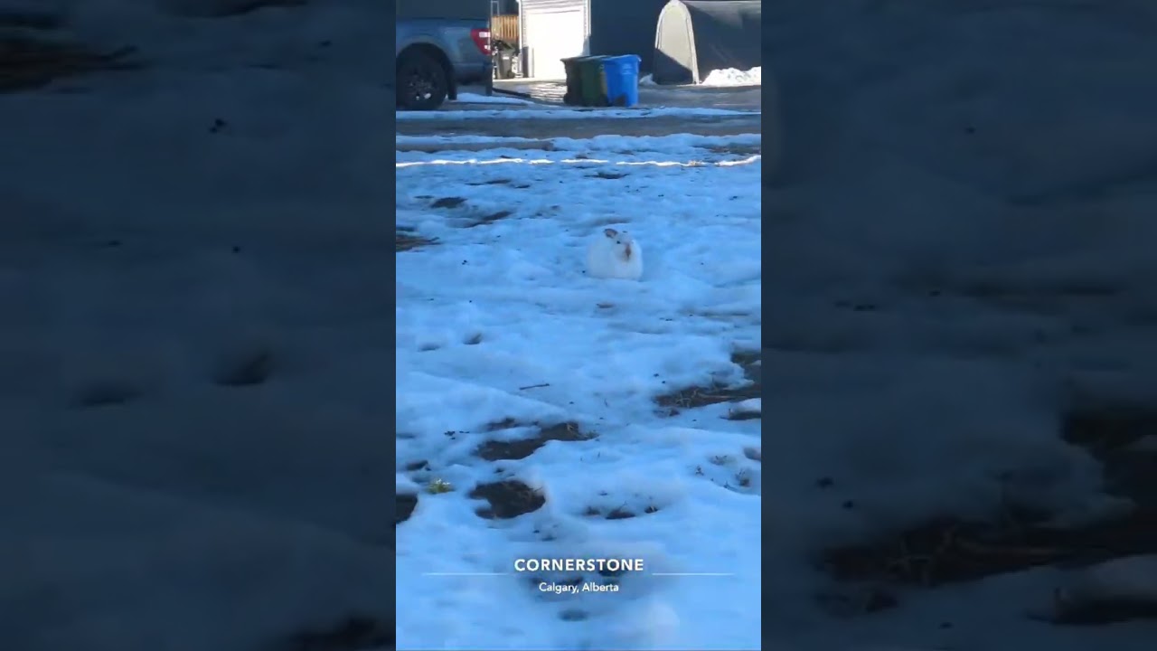 #winterlife