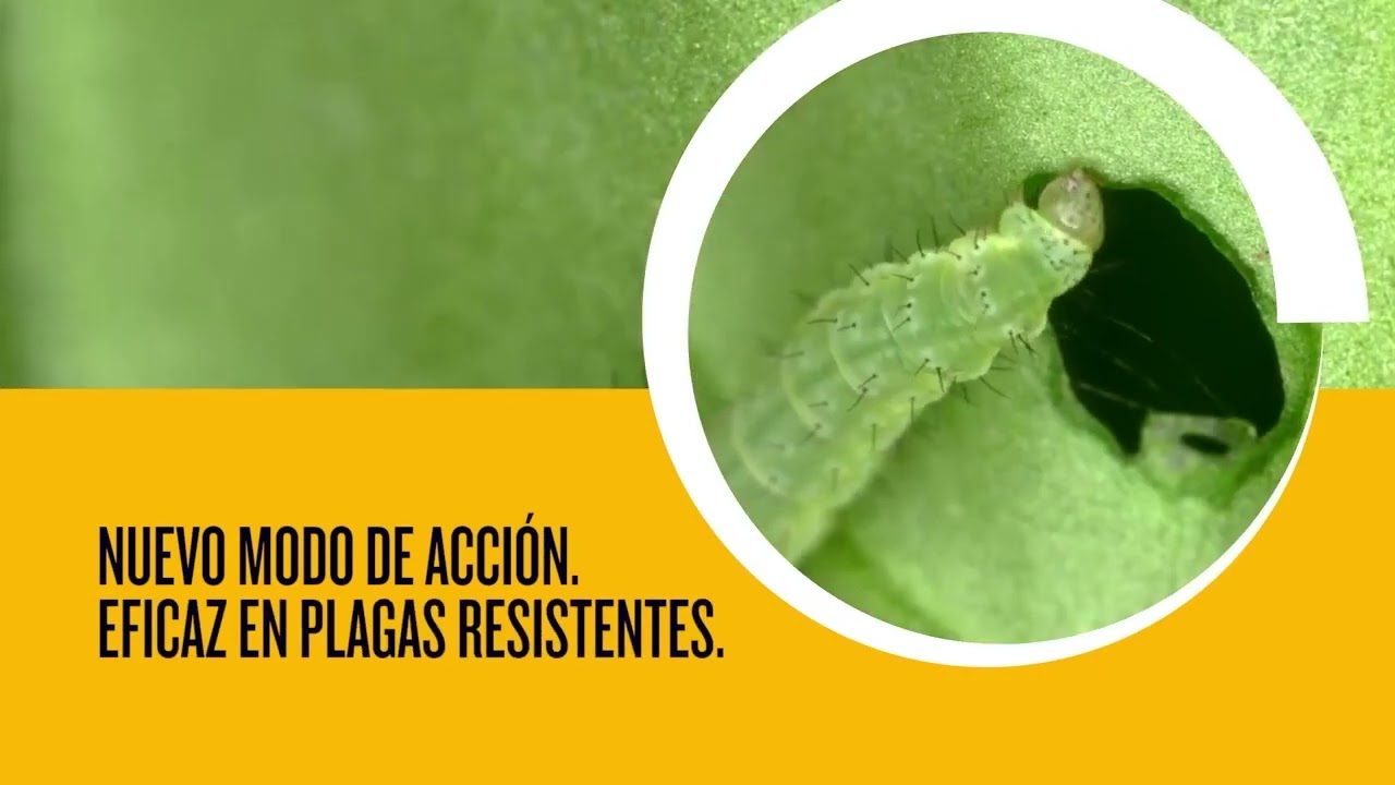 ¿Qué es Plinazolin? La nueva molécula insecticida de Syngenta; Daniel Ferreras
