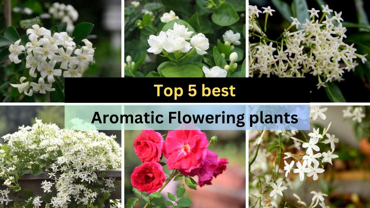 TOP 5 best Aromatic Summer flowering Plants | Fragrant flowers | Scented flowering plants