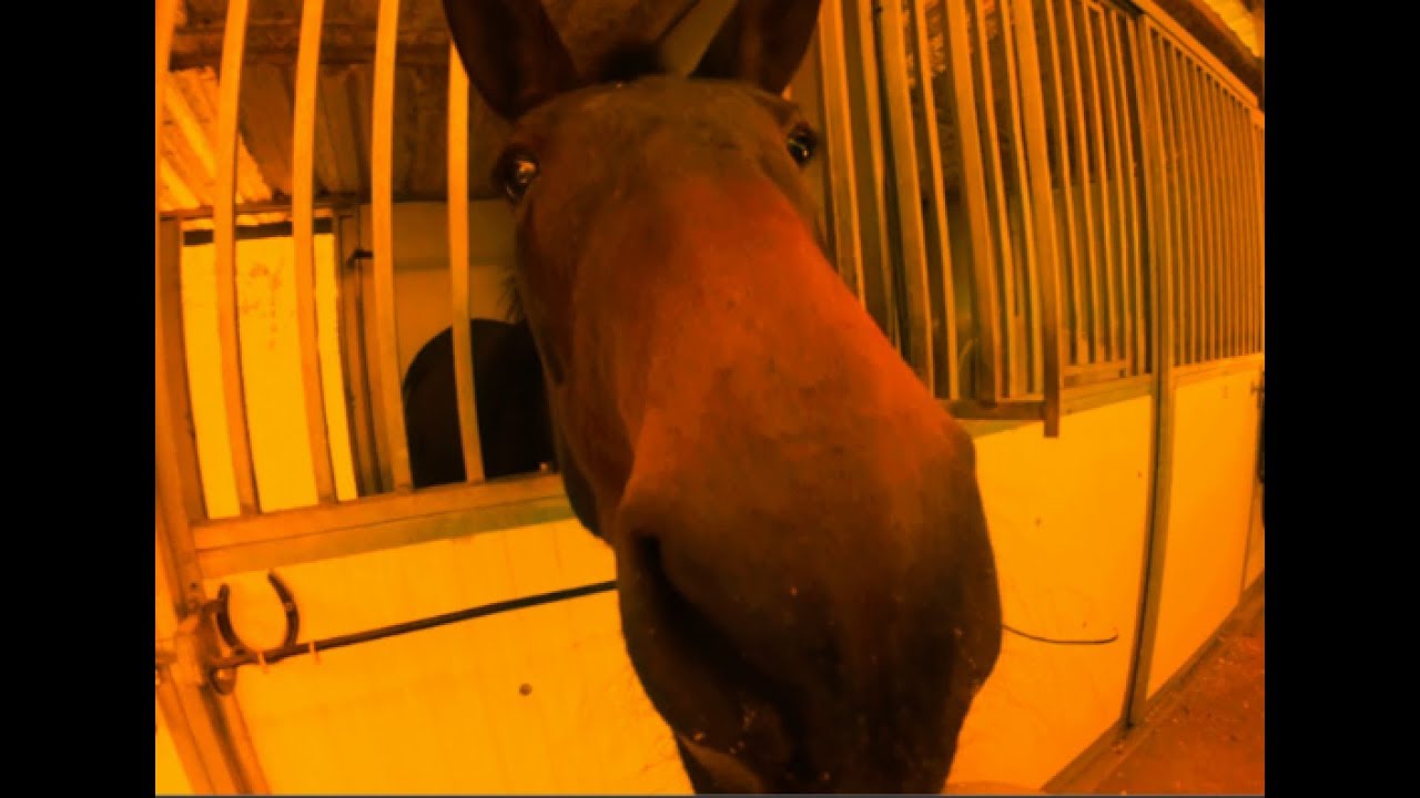 MULES  Breed better than horses?