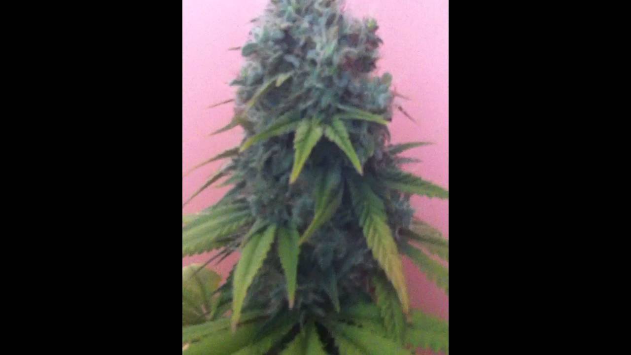 Peppermint kush by Barney's farm