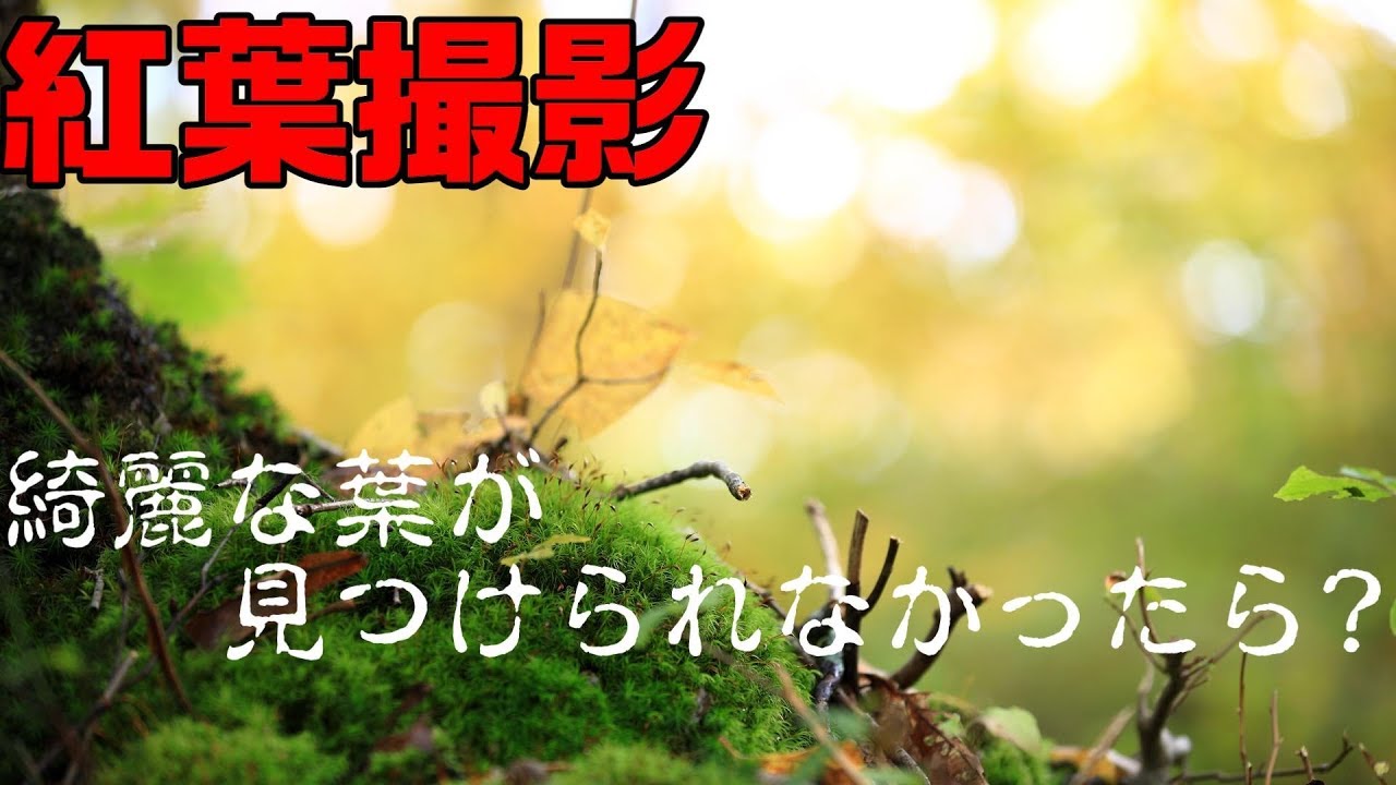紅葉撮影に行ったら枯れててどうしようか悩んだ