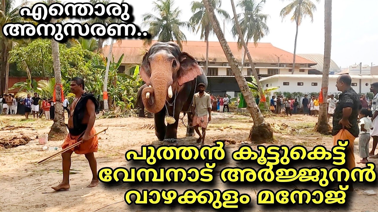 പുത്തൻ കൂട്ടുകെട്ട് വേമ്പനാട് അർജ്ജുനൻ വാഴക്കുളം മനോജ് vembanad Arjunan elephant manoj vazhakulam