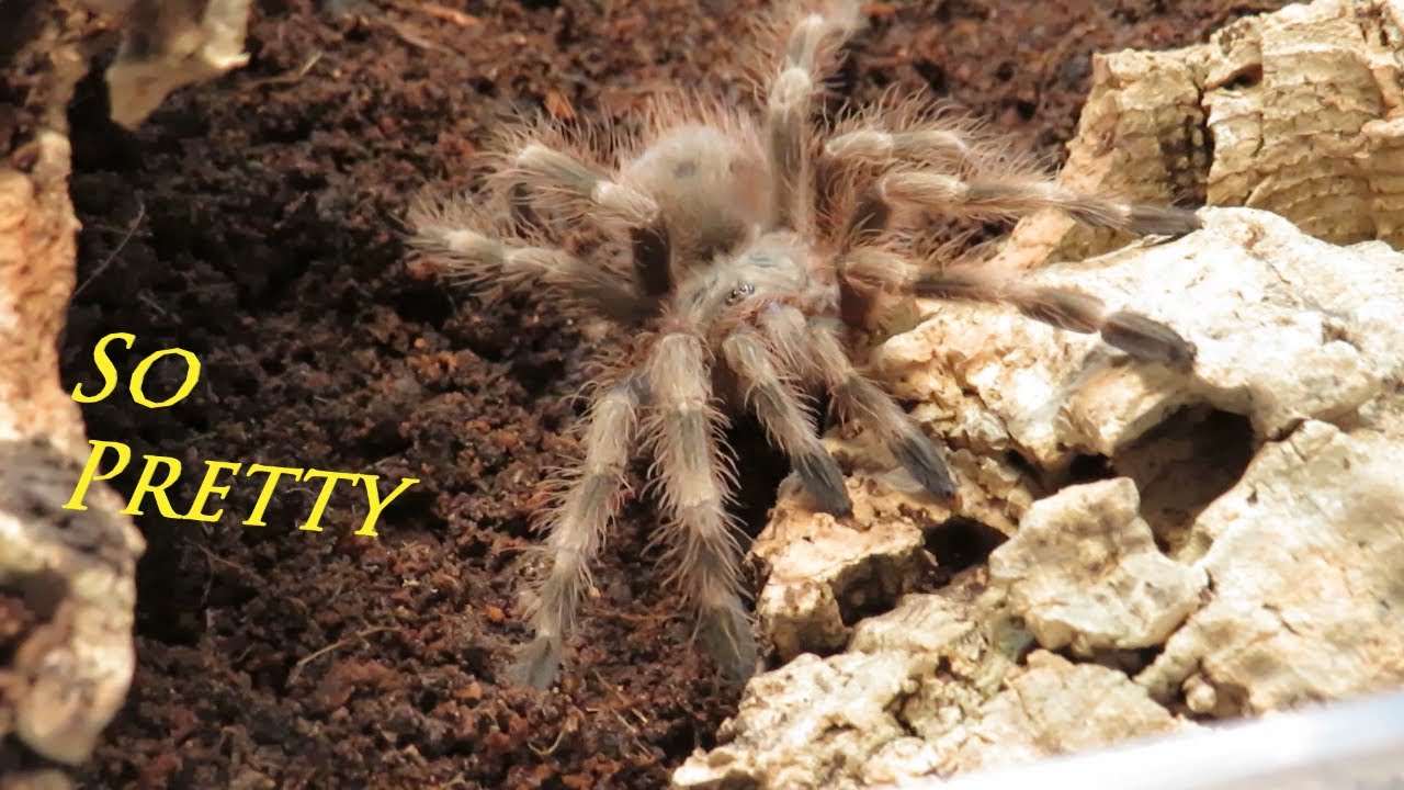Spidersworld eu Tarantula Unboxing