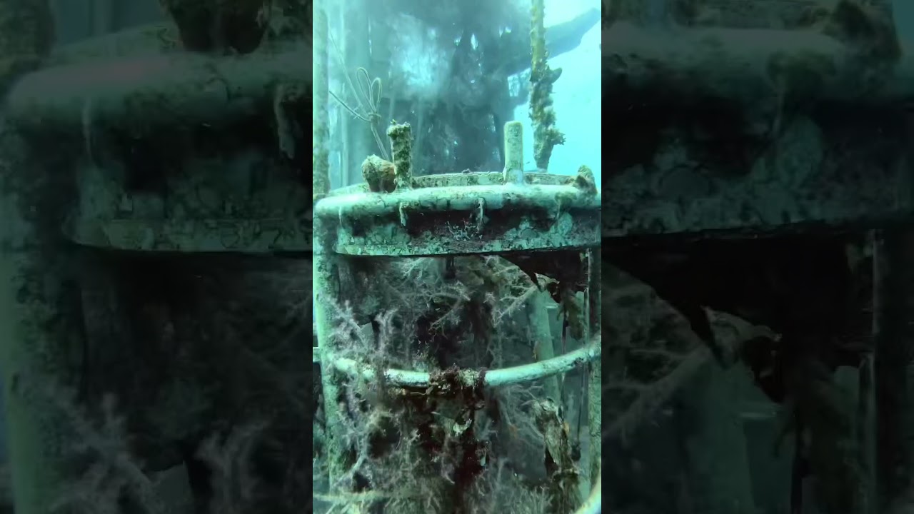 Become an SDI Wreck Diver - non-penetration or limited-penetration. The choice is yours. 🤙 #wrecks
