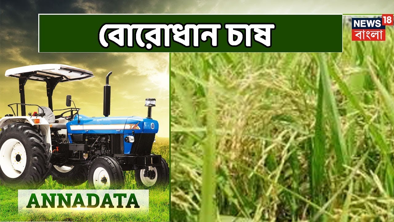 কিভাবে বোরোধানের সুসংহত আগাছা নিয়ন্ত্রণ করবেন জানালেন বিশেষজ্ঞ। Annadata