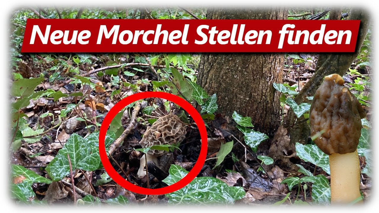 Speisemorcheln 2022 | Max im Morchelfieber | Pilze suchen auf Streuobstwiesen und in Hecken