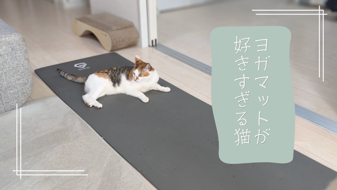 ヨガマットに吸い寄せられるもぐちゃん