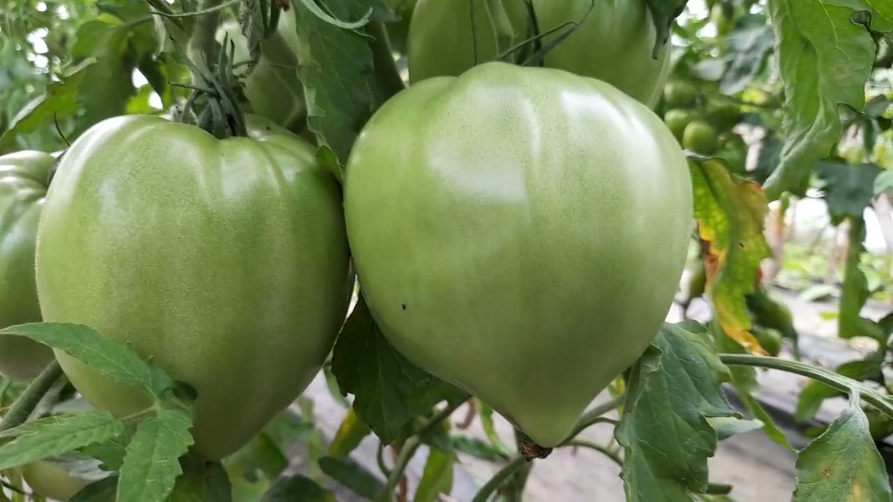 Rosiile la munte  o recolta de tomate gigant