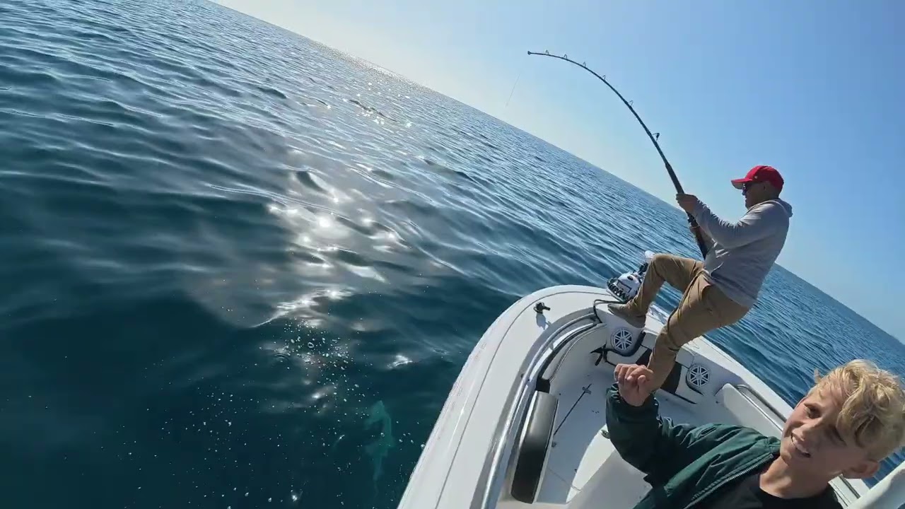 Little bit of shark action 