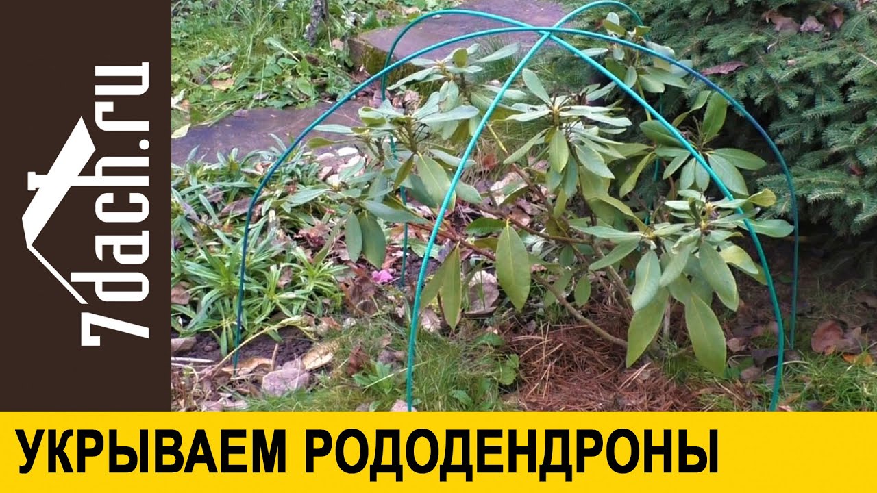 👩‍🌾 Укрываем рододендрон (азалию): как это правильно сделать и когда уже пора - 7 дач