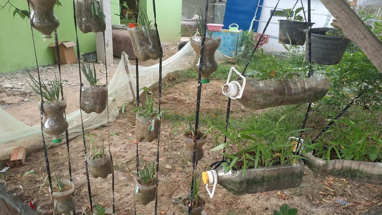 Recycling Plastic Bottles To Grow Cilantro And Garlic