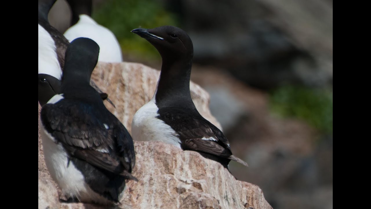 Arctic Marine Life Course (Seabirds)