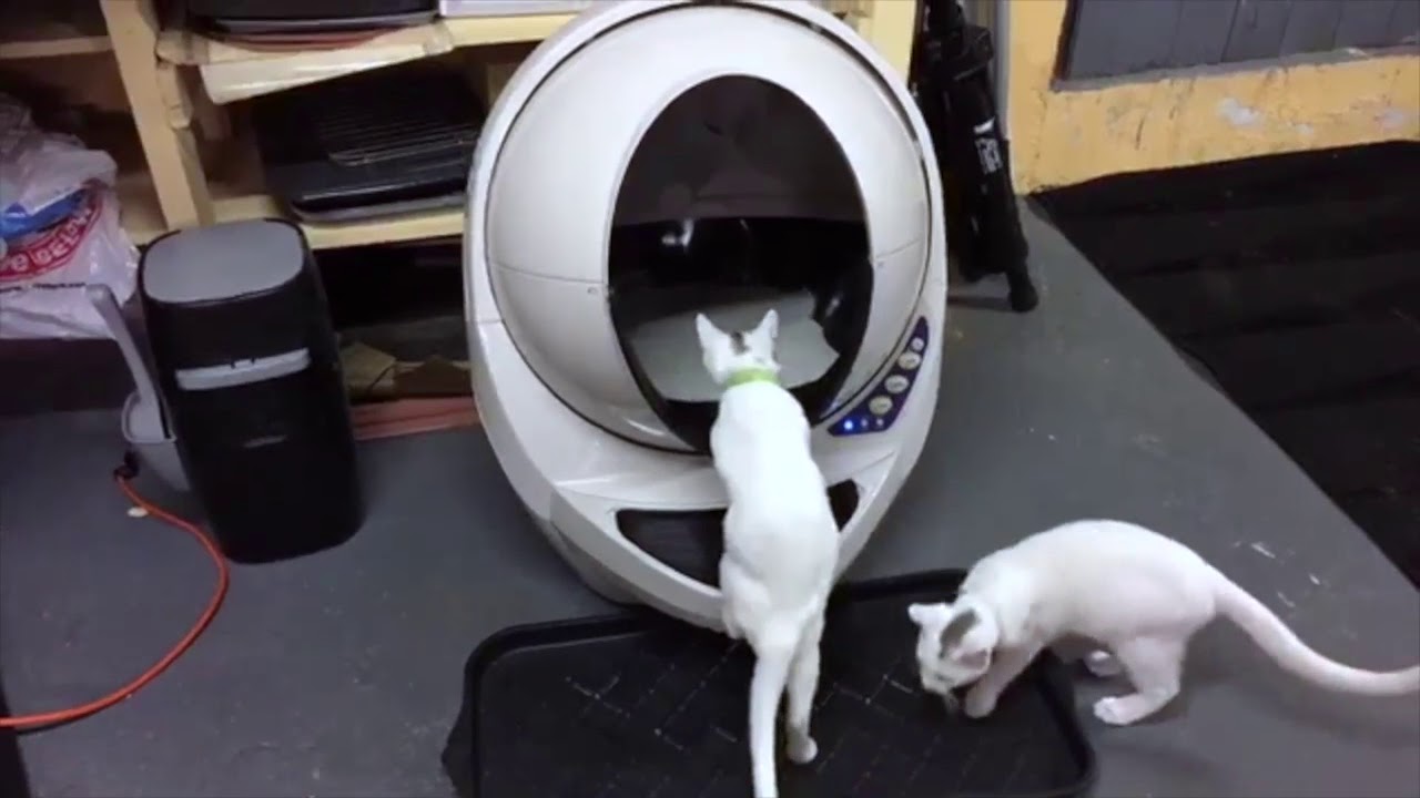 Jinx and Milo First Time with Litter Robot