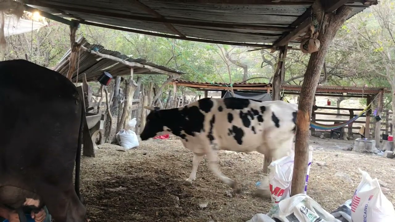 26 de Febrero 2026 vacas 🐄 grandes en Jocoro Morazán 