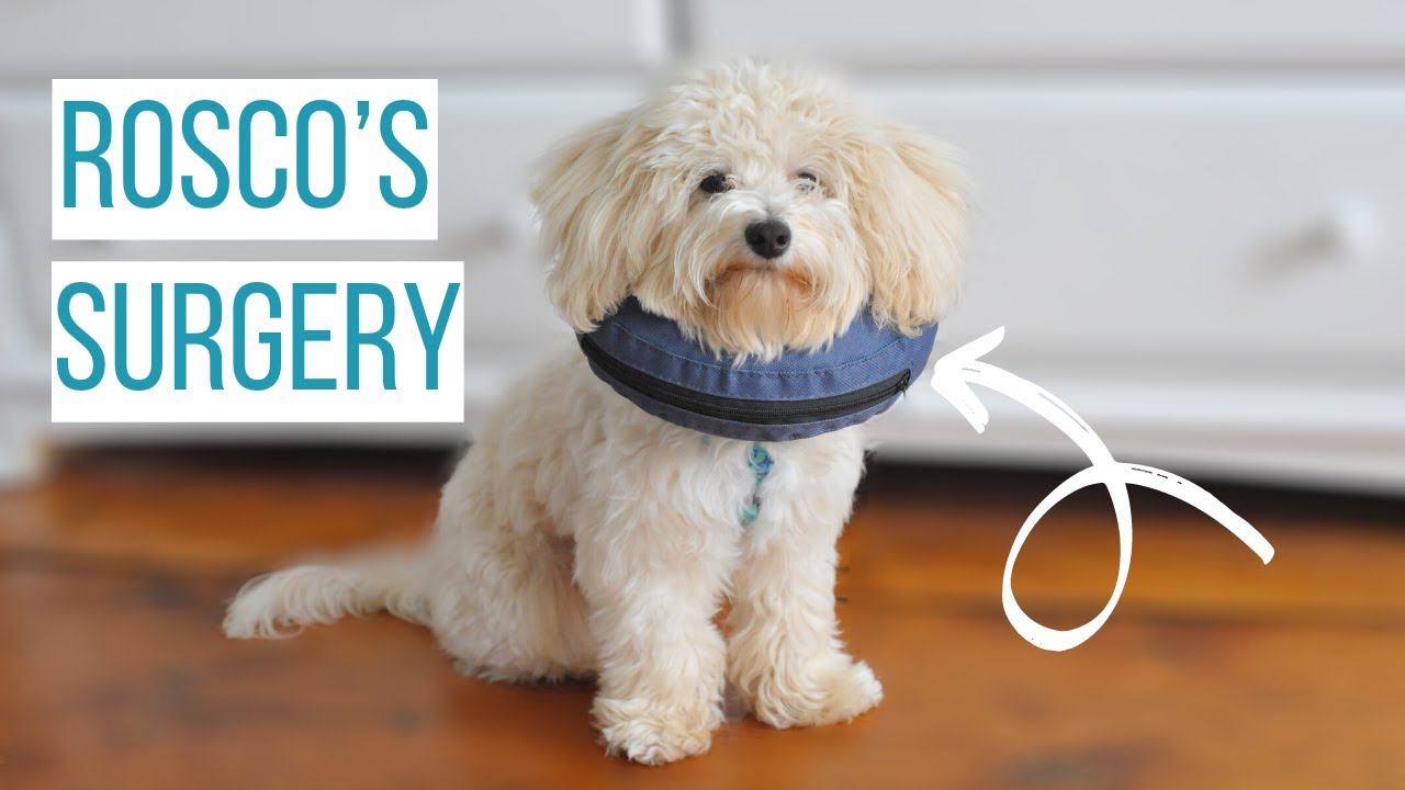 ROSCO GETS NEUTERED | What to Expect After Your Dog is Fixed