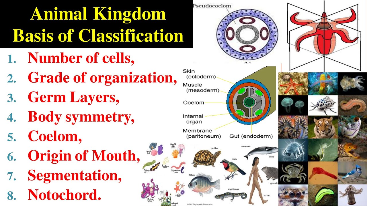 Basis of Classification | Germ layers | Coelom | Protostomia and Duterostomia | Animal Kingdom