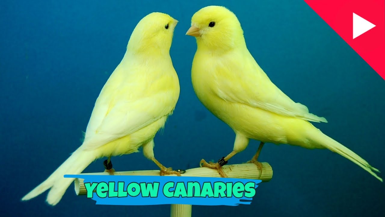 Yellow Canary Breeding for beginners | breeding canaries | Kenari Breeding tips