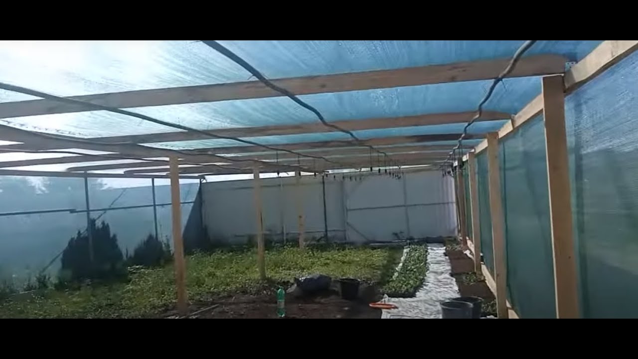 делаем рассадник для клубники из дерева #клубника#виноград#рассада
