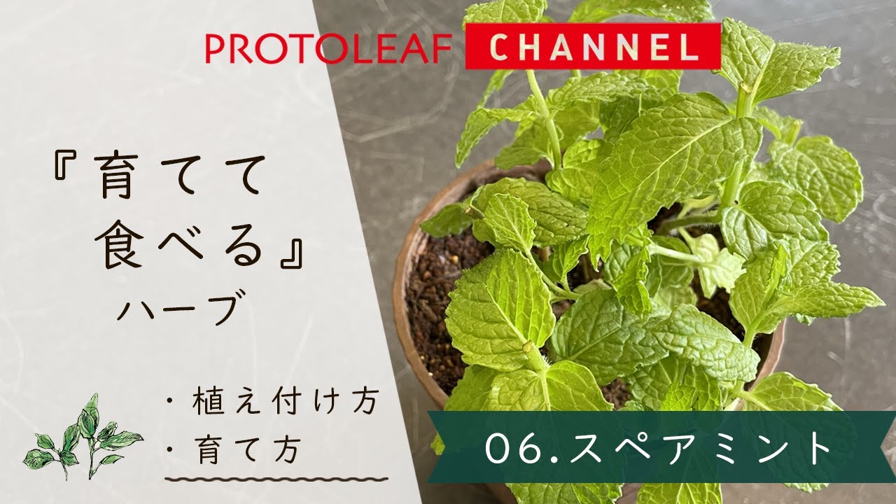 『育てて食べる』ハーブ#06　スペアミント