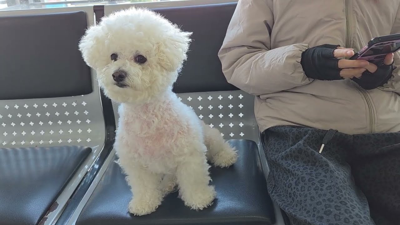 강아지도병원은 무서워 끙끙 대 고 안절부절 쉬야도하고 냄새도  맞고