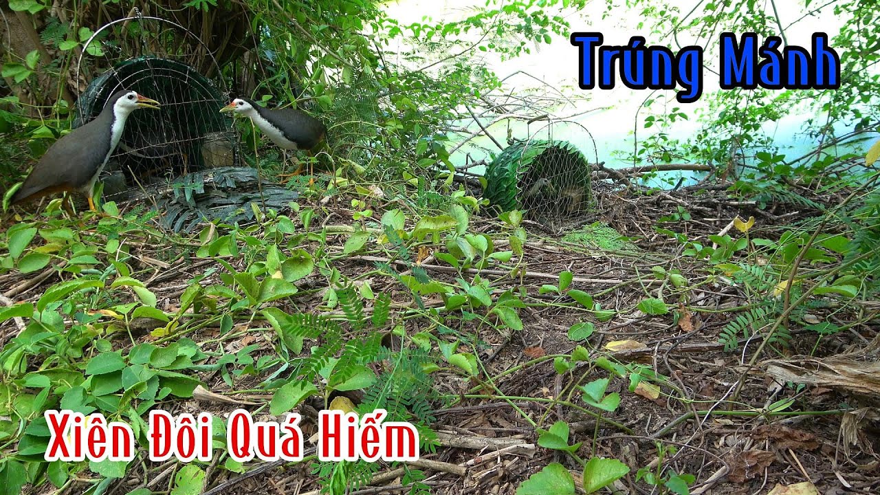 Kèo Xiên Đôi Cực Hiếm Bẫy Chim Quốc | Đam Mê Săn Bắt