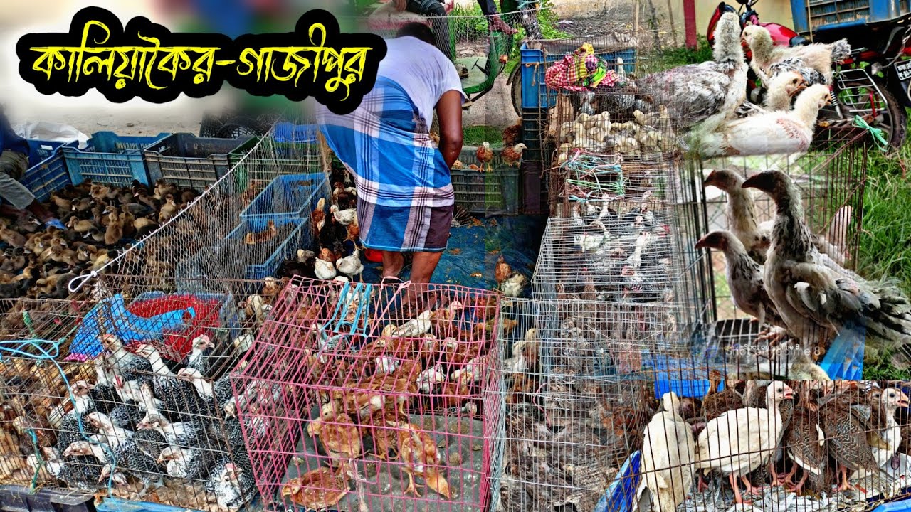 বিভিন্ন বয়সের মুরগির বাচ্চার দাম জানুন    কালিয়াকৈর-গাজীপুর