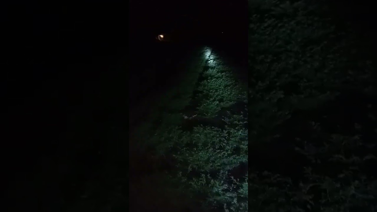 हरबाऱ्याचा रात्रीचा सोकारी