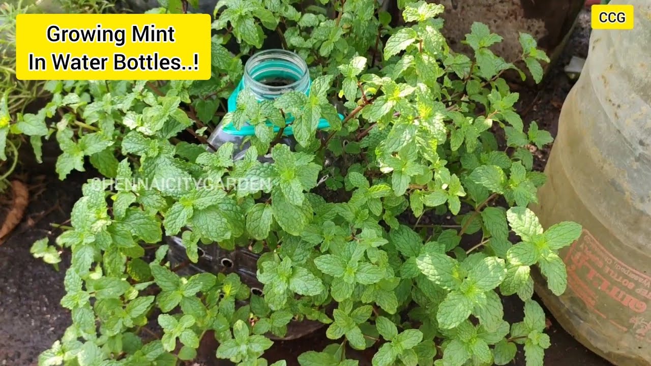 Amazing ideas | Recycling plastic bottles to grow mint at home for beginners