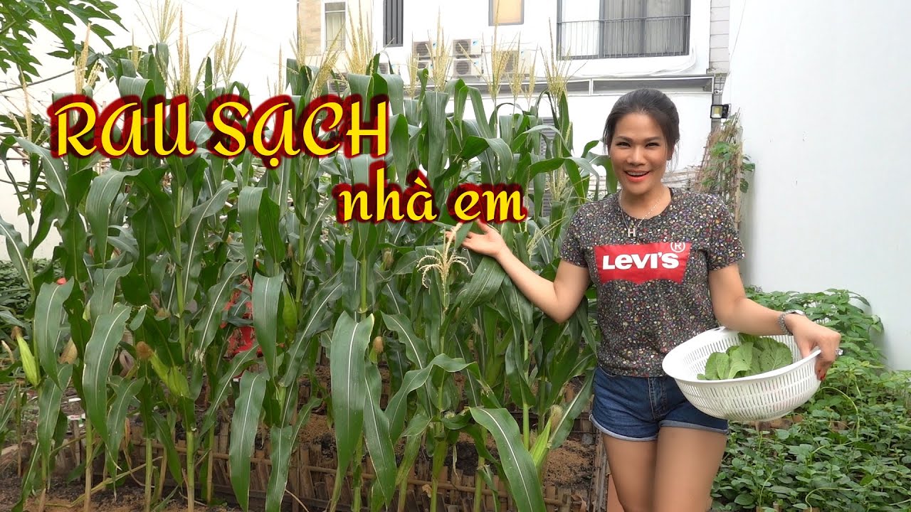 Hương Hoàng Lột Xác Thành Nông Dân Trồng Rau Chuyên Nghiệp (#MadameHoàng)