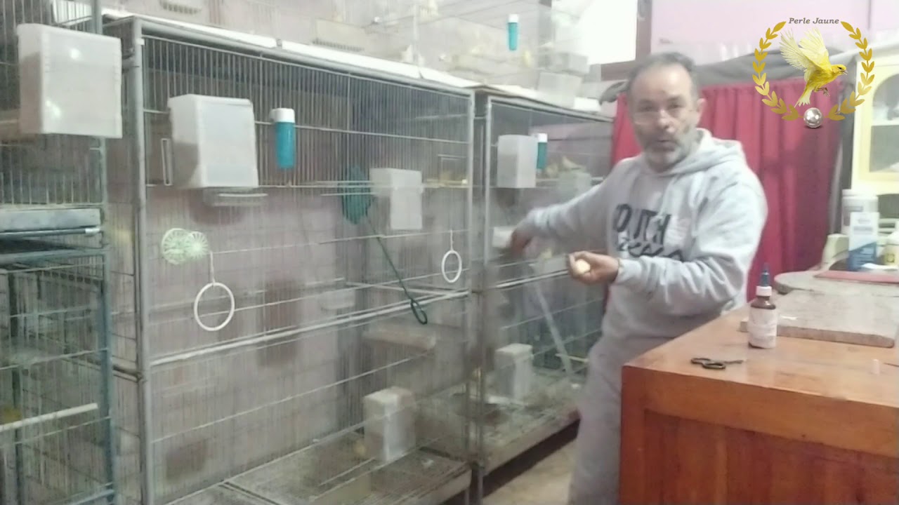تربية كناري المالينوا waterslager malinois Vaccination a l'Ivomec ( épisode 2).