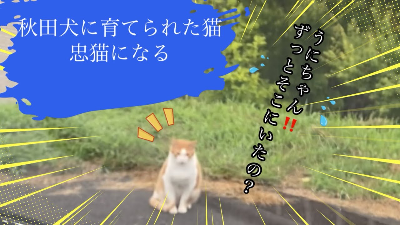 秋田犬に育てられた猫  忠猫になる！
