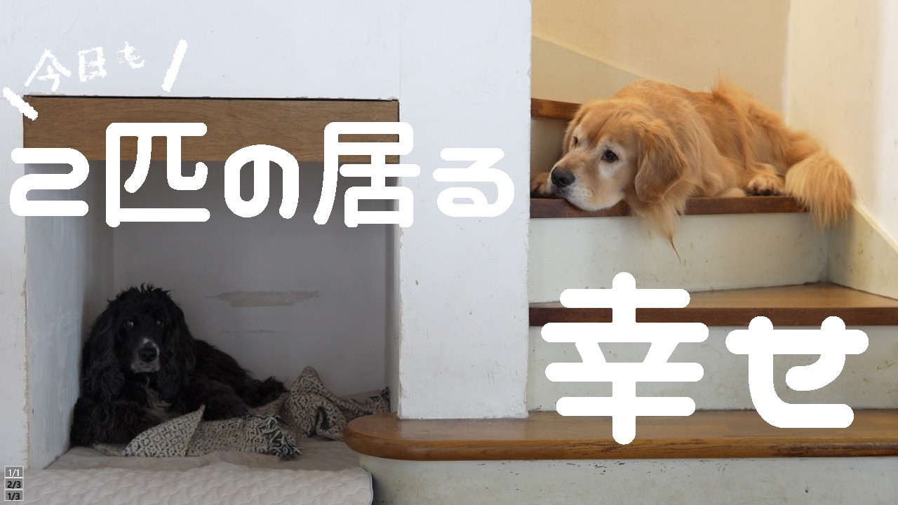 この子達のお陰で二匹の命日を今年も笑顔で過ごせました
