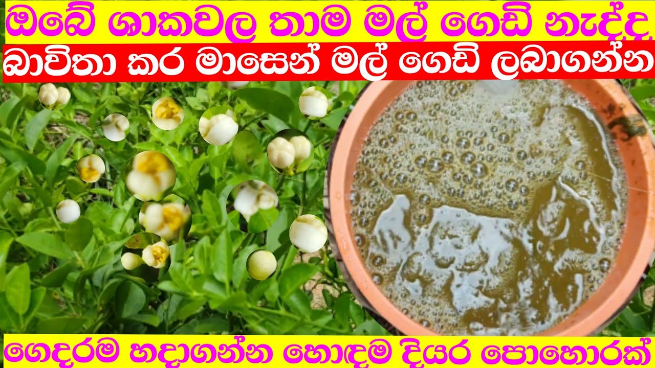 මල් ගෙඩි නැති ගස්වල මල් ගෙඩි මවන මේකනමි සූපිරිම දියර පොහොරක් /diyara pohorak