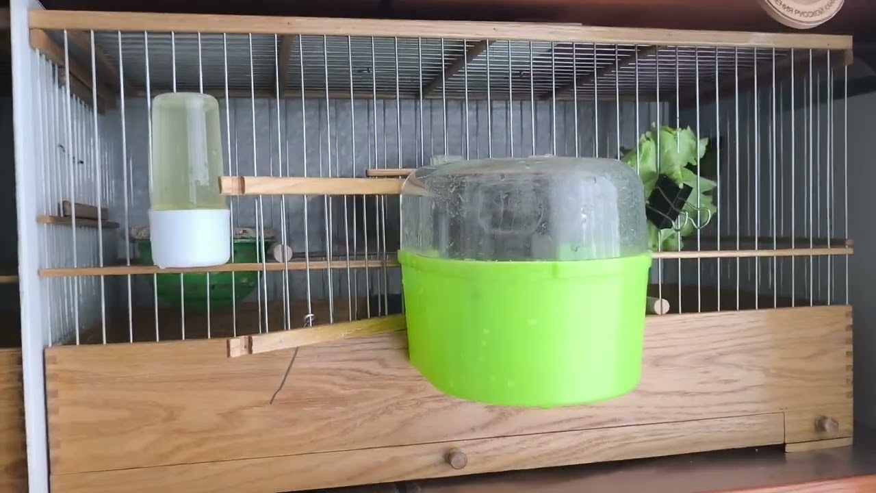 Разведение и содержание канареек овсяночного напева.