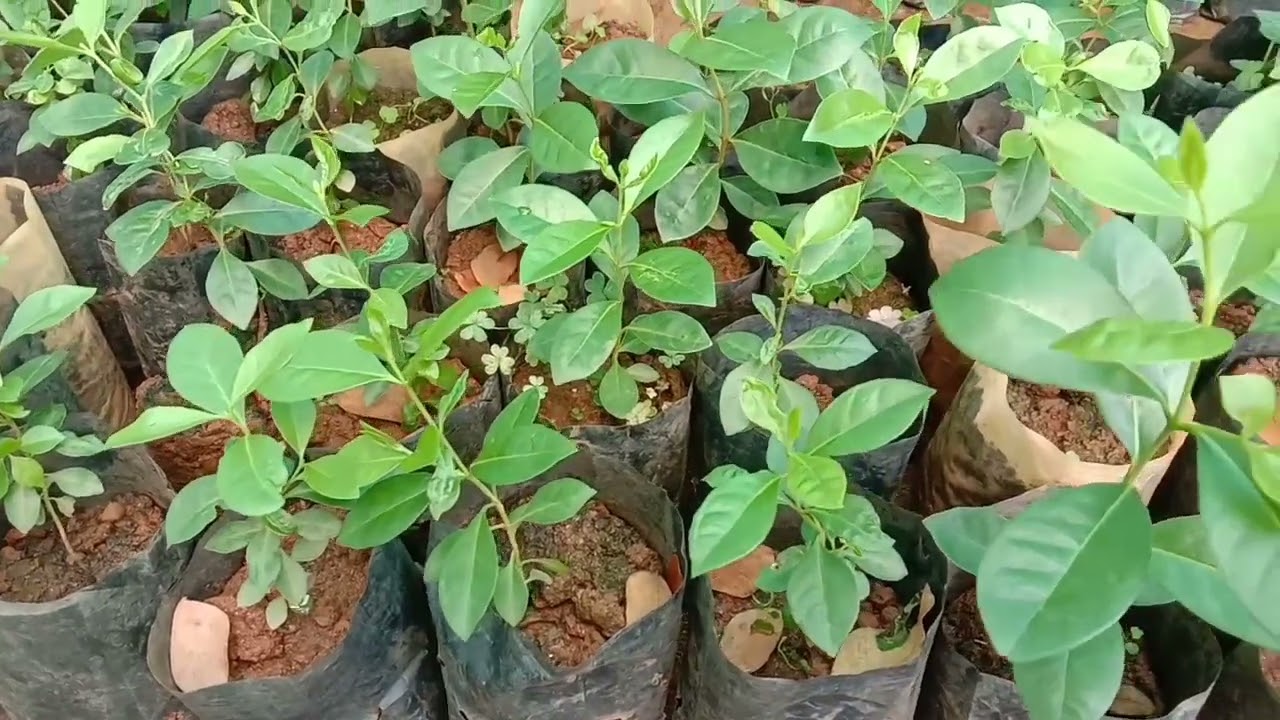 Psidium cattleyanum, Cattley guava, Strawberry guava or Cherry guava tree seedlings