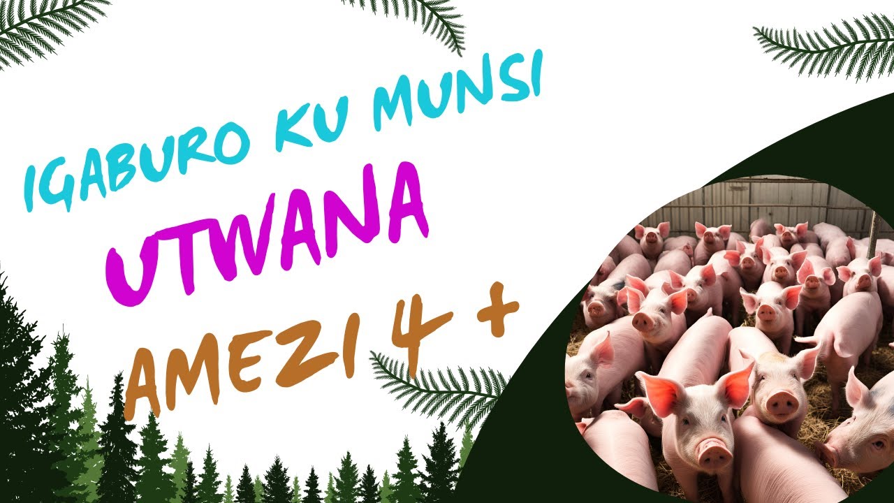 INGANO YIBIRYO BYINGURUBE KU MUNSI:  KUVA KUMEZI 4 KUGEZA KURI 6.