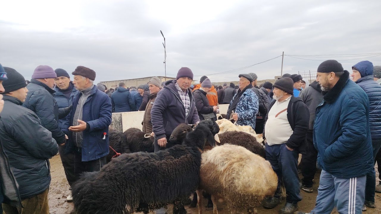Sirdaryo tumani qo‘ylar narxlari 06.02.2026 