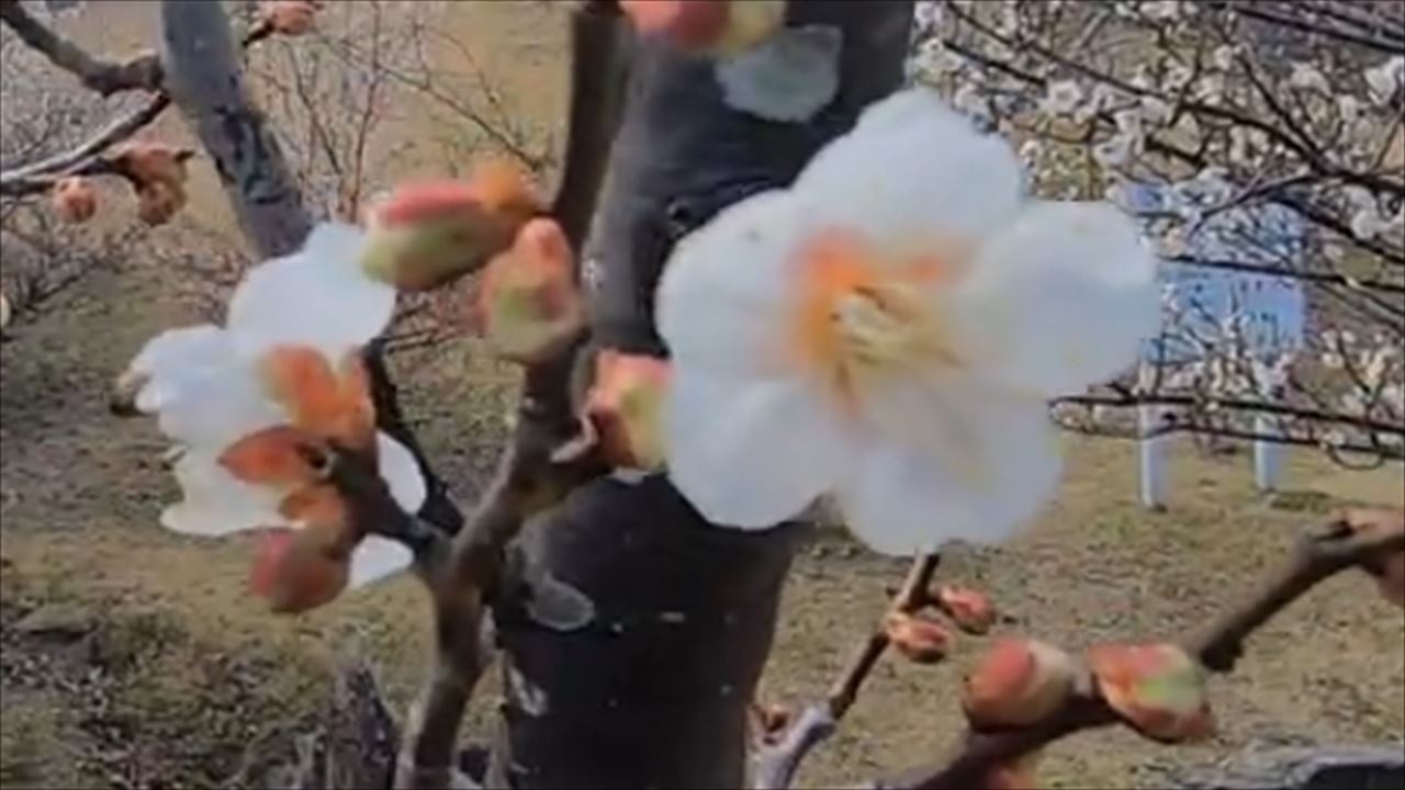 T734　たか鷹短信　2026年2月26日　ウメ　　ツィゴイネルワイゼン　　南部丘陵公園