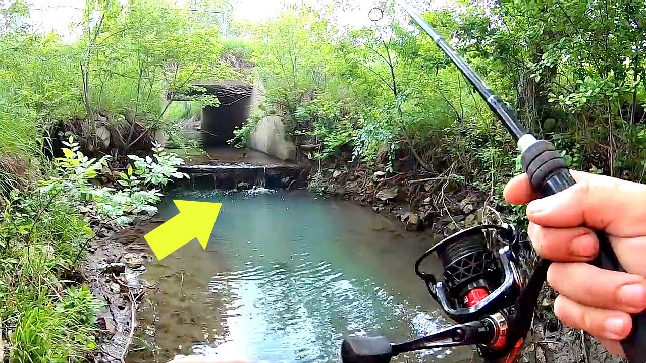 BIG FISH RESCUED FROM TINY PUDDLE!!! (New Pet)