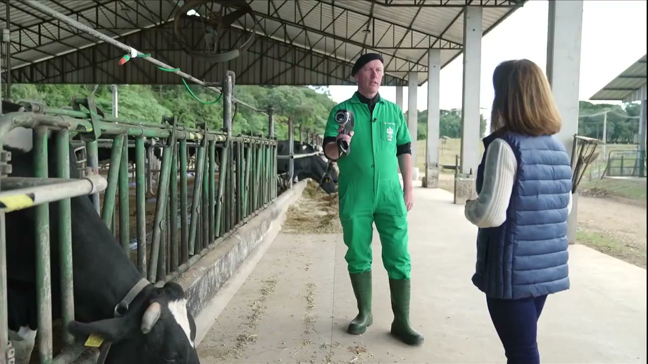 Veja quais s&atilde;o os cuidados para criar vaca holandesa em lugares quentes do Brasil