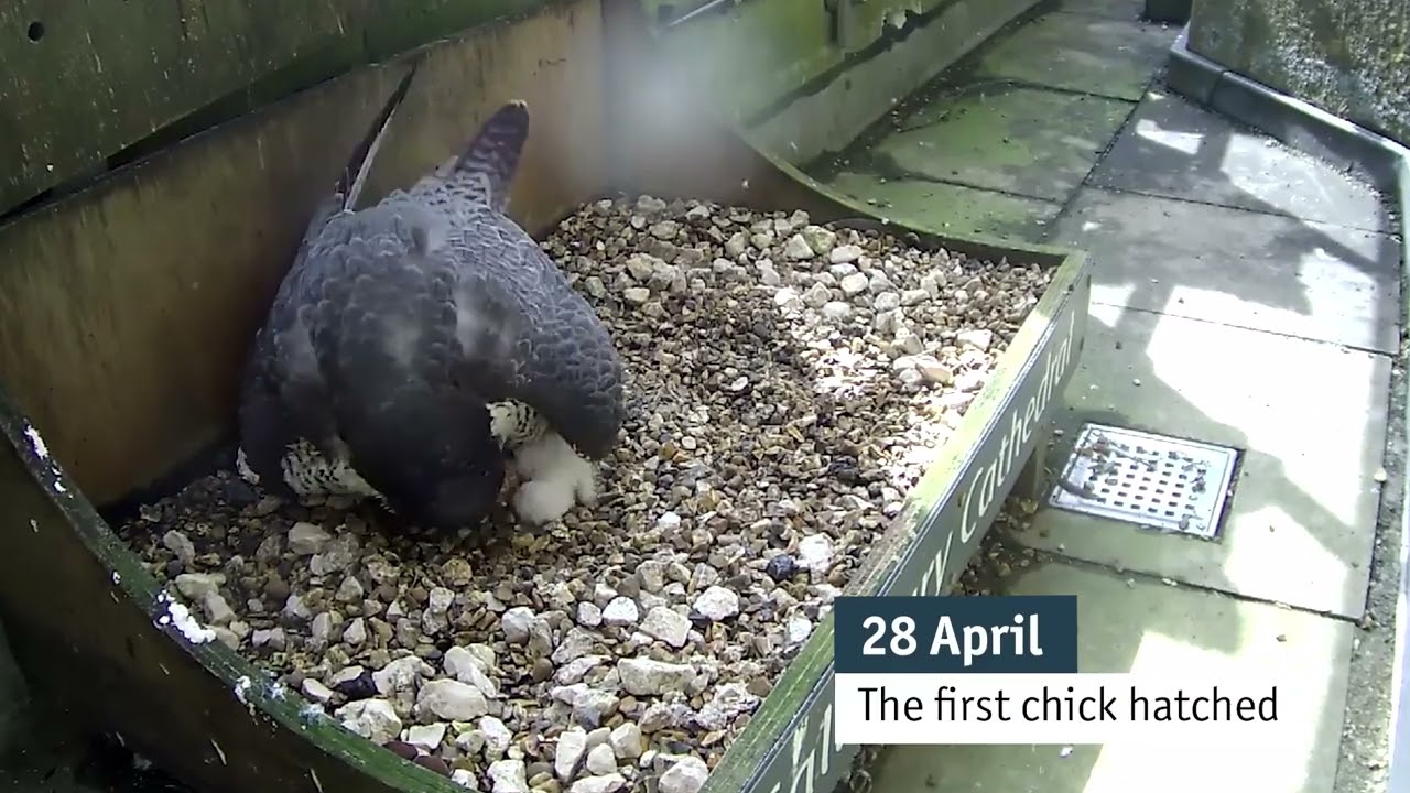 Peregrines Nest on the Tower of Salisbury Cathedral (March to May 2024)