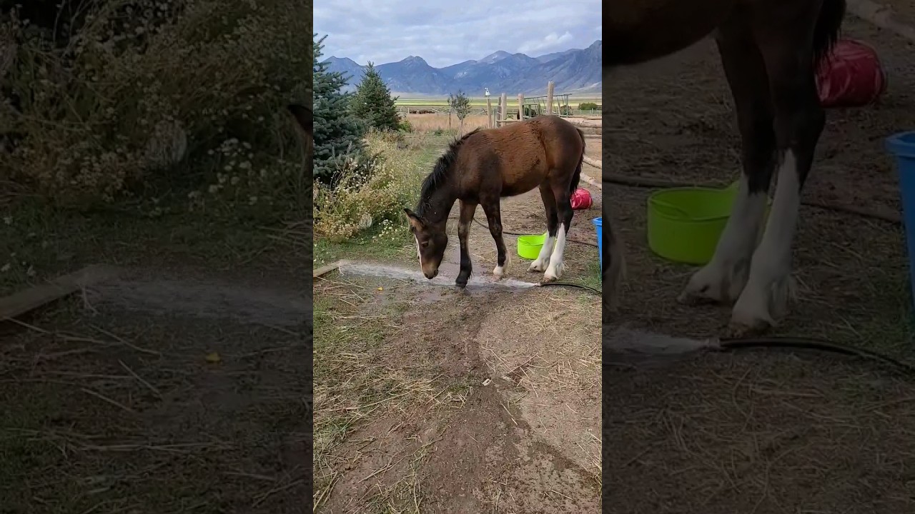 Gypsy/Morgan Cross Filly. calm and friendly.  Available. Will be very pretty.
