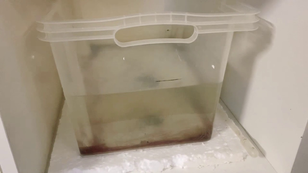 Glanzwürmer nachziehen // Zucht von eigenem Lebendfutter // Kampffischdame