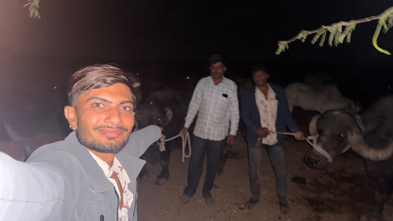 ||૩૦૦ ગાયો 🐄 નો તબેલો ✅ || ભેંસ લેવા ખભાલીયા ||